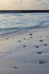Beautiful Sunset time at Maldive beach