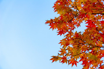 Red acer palmatum, commonly known as palmate maple, Japanese maple or smooth Japanese-maple leaves. Leaves changing its colour when autumn .