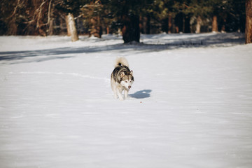 winter alaskan malamute