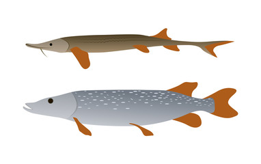 Pike and Sterlet Predatory Fish Illustration Set