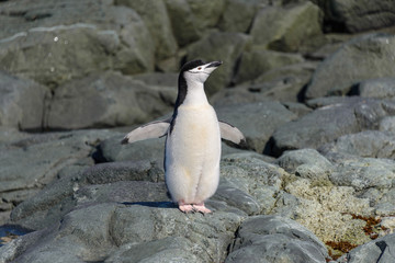 Chinstrap penguin on the beach in Antarctica