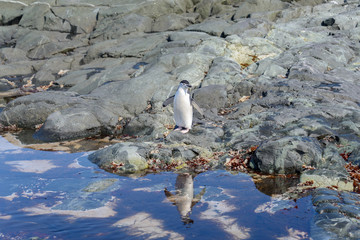 Chinstrap penguin on the beach in Antarctica with reflection