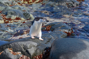 Chinstrap penguin on the beach in Antarctica with reflection