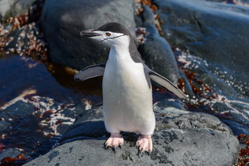Chinstrap penguins on the beach in Antarctica close up  