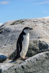 Fototapeta premium Chinstrap penguin on the beach in Antarctica close up