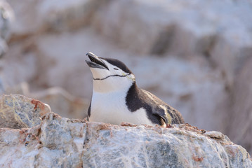 Chinstrap penguin laying on the rock in Antarctic