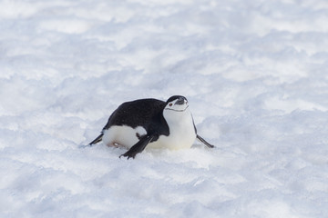 Chinstrap penguin creeping on snow