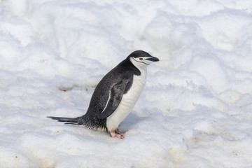 Chinstrap penguin on the snow in Antarctic