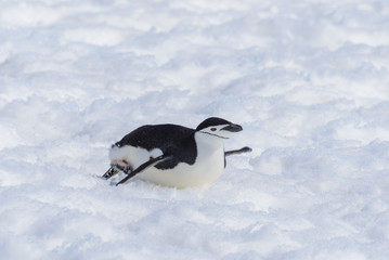 Obraz premium Chinstrap penguin creeping on snow