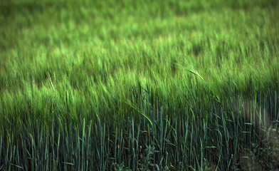 green grass in the wind