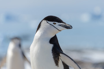 chinstrap penguin on the beach in Antarctica close up