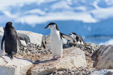 Obraz premium Chinstrap penguin on the beach in Antarctica