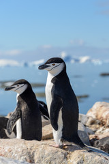 Obraz na płótnie Canvas Chinstrap penguin on the beach in Antarctica