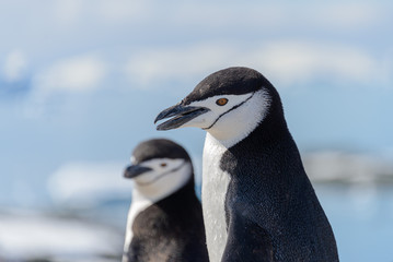 Fototapeta na wymiar chinstrap penguin on the beach in Antarctica close up