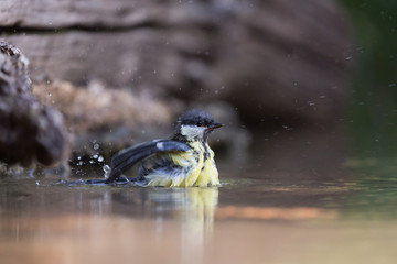 Cinciallegra fa il bagno nel fiume (Parus major)