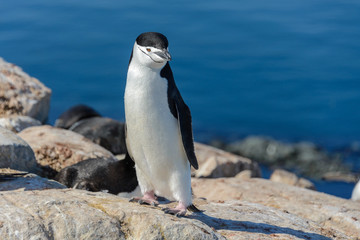 Obraz premium Chinstrap penguin on the beach in Antarctica