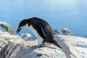 Manchot à jugulaire sur la plage en Antarctique