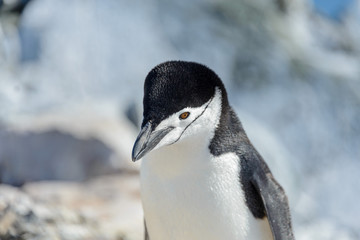 Chinstrap penguin on the beach in Antarctica close up