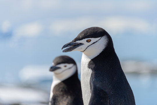 chinstrap penguin on the beach in Antarctica close up