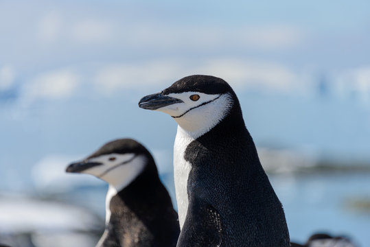 chinstrap penguin on the beach in Antarctica close up