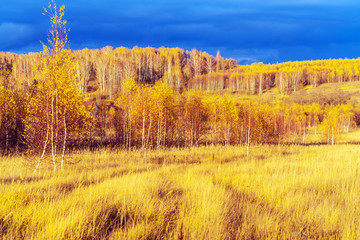 Fototapeta premium Natural landscape with yellow forest and field in autumn with thundery sky and setting sun