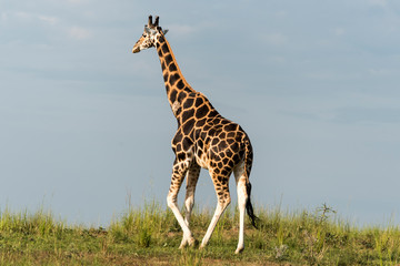 Giraffe in Murchison National Park, Uganda, Pearl of Africa