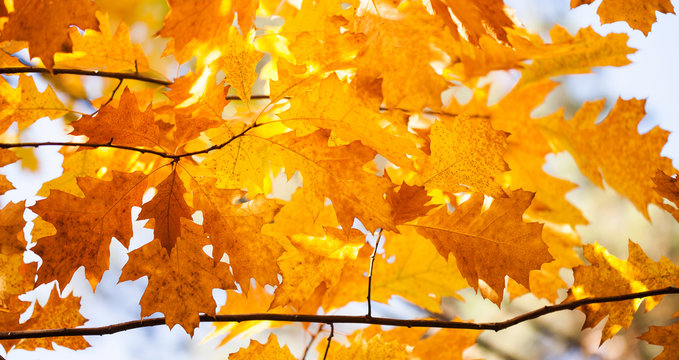 Red oak tree autumn foliage background. Shallow depth of field photo