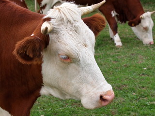    portrait de vache
    vache montbéliarde