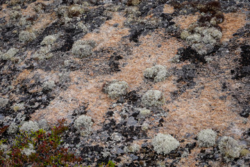 Forest white moss or reindeer moss on rocks