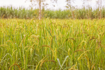 Closeup view of rice paddy in the rice terraces of Thailand,Harvest season of rice nature food background.Organic farm in Asian of Thai people.Blur focus and soft style.