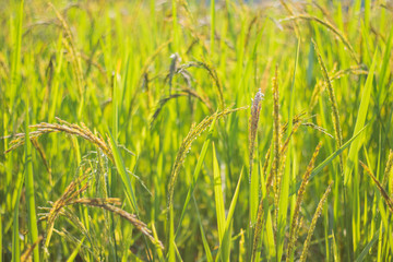 Closeup view of rice paddy in the rice terraces of Thailand,Harvest season of rice nature food background.Organic farm in Asian of Thai people.Blur focus and soft style.