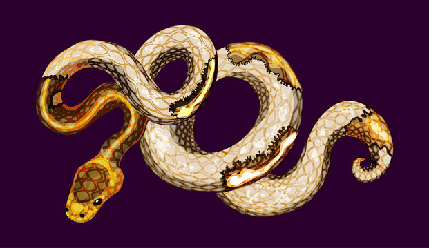 Piebald Ball Python isolated illustration, white scale, golden blemishes. Unusual beautiful morph, realistic vector python art. Exotic pet. Terrarium shop design.