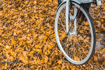 close up view of wheel of white bicycle in autumnal forest