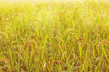 Closeup view of rice paddy in the rice terraces of Thailand,Harvest season of rice nature food background.Organic farm in Asian of Thai people.Blur focus and soft style.