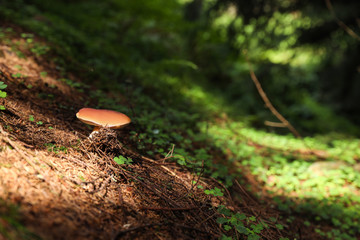 Small forest mushroom. Space for text
