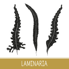 Laminaria. Seaweed. Set. Black silhouette on white background.