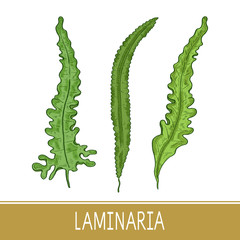Laminaria. Seaweed. Set. monophonic. Sketch. Color