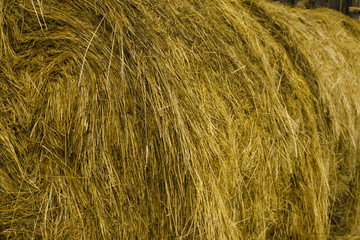 background - usual agricultural hay in a roll