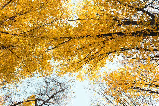 bottom view of beautiful autumnal forest with yellow trees