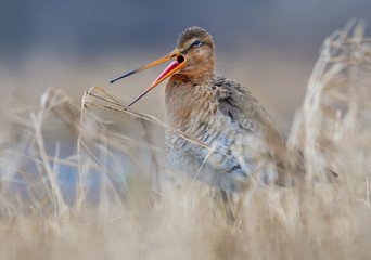 Black-tailed godwit calls or sings his song with very wide open beak and pulled out pink tongue