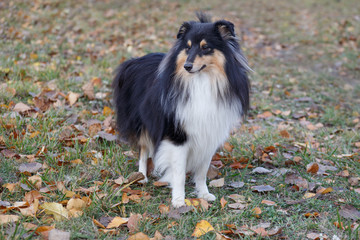 Curious shetland sheepdog puppy is standing in the autumn foliage. Shetland collie or sheltie. Pet animals.