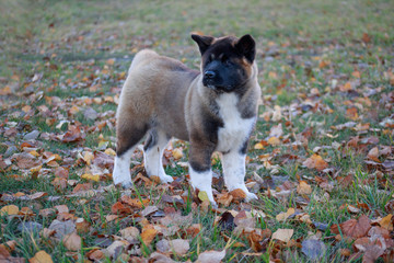 Cute american akita puppy is standing in the autumn foliage. Three month old. Pet animals.