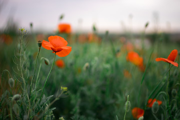 Field of red poppies in bright evening light.