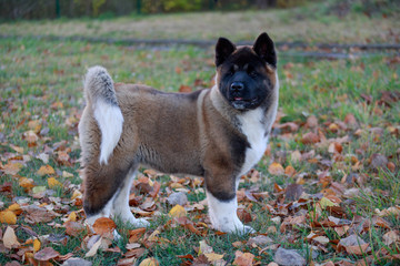 Cute american akita puppy is standing on the green grass in the autumn park. Three month old. Pet animals.