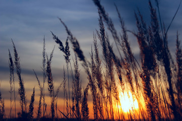 Beautiful Nature Background. Nature, Sunset, Freedom Concept. Grass over beautiful sunset sky background.
