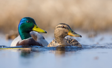 Pair of Male and female mallards in sync swimming with turned heads over some water pond in spring