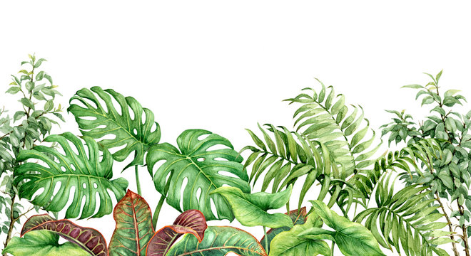 Watercolor Tropical Plants Seamless Border