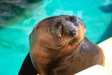 Fototapeta premium closeup of cute sea lion (seal) in the blue water