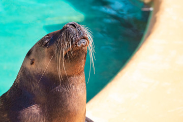 closeup of cute sea lion (seal) in the blue water