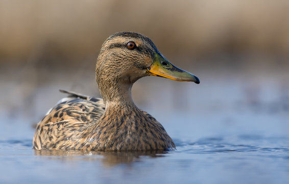 Very close photo image portrait of female mallard as she swims on bright colored water surface of small pond in early spring